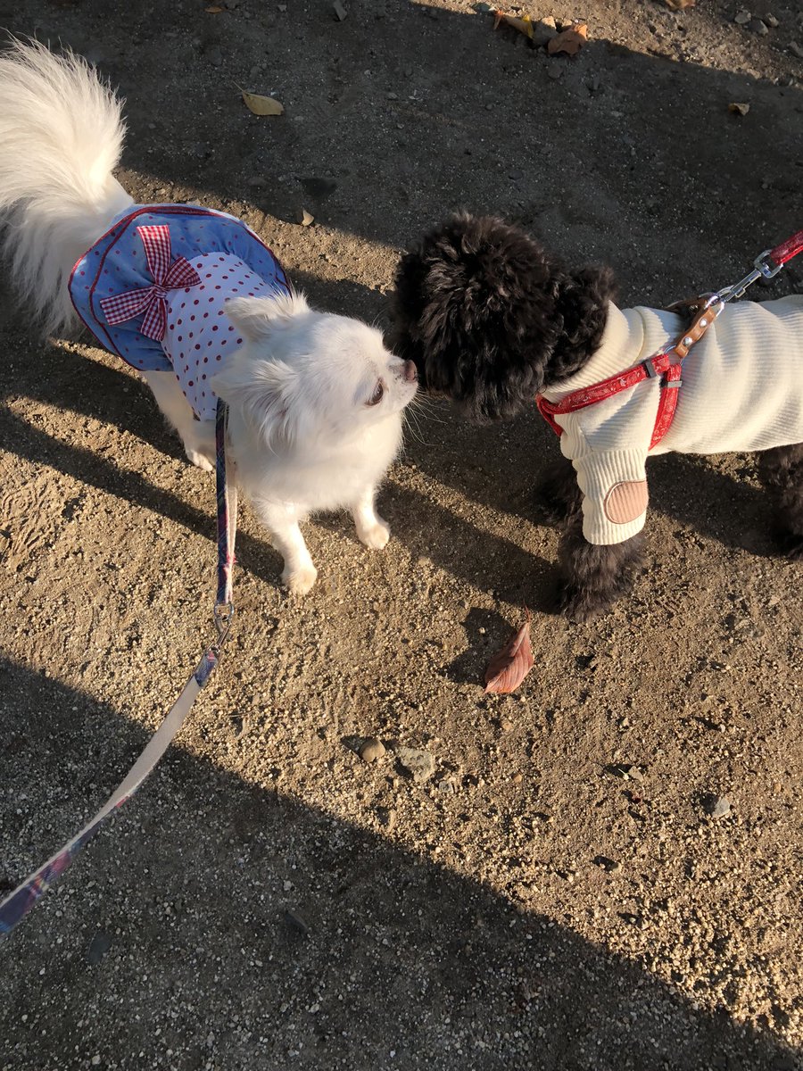 furan426's tweet photo. おはようございます😊
黒プー子犬のリルちゃんが仲間入り🎶
今日もよろしくお願いします🐶💕
#チワワ  #プードル  #愛犬　
#フランチワワ https://t.co/dbSI09LfOj