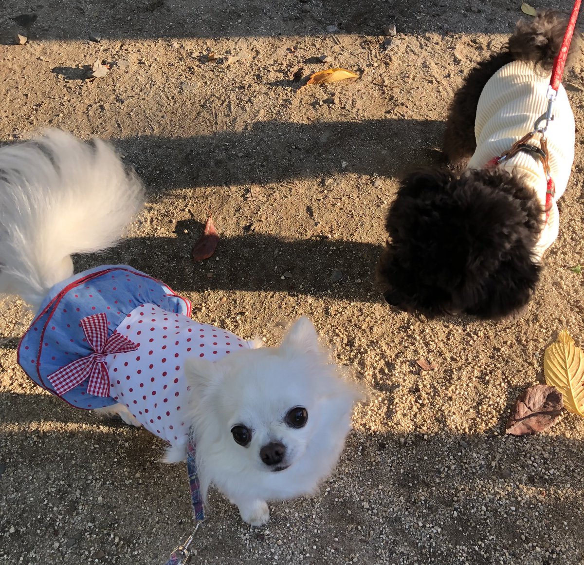 furan426's tweet photo. おはようございます😊
黒プー子犬のリルちゃんが仲間入り🎶
今日もよろしくお願いします🐶💕
#チワワ  #プードル  #愛犬　
#フランチワワ https://t.co/dbSI09LfOj