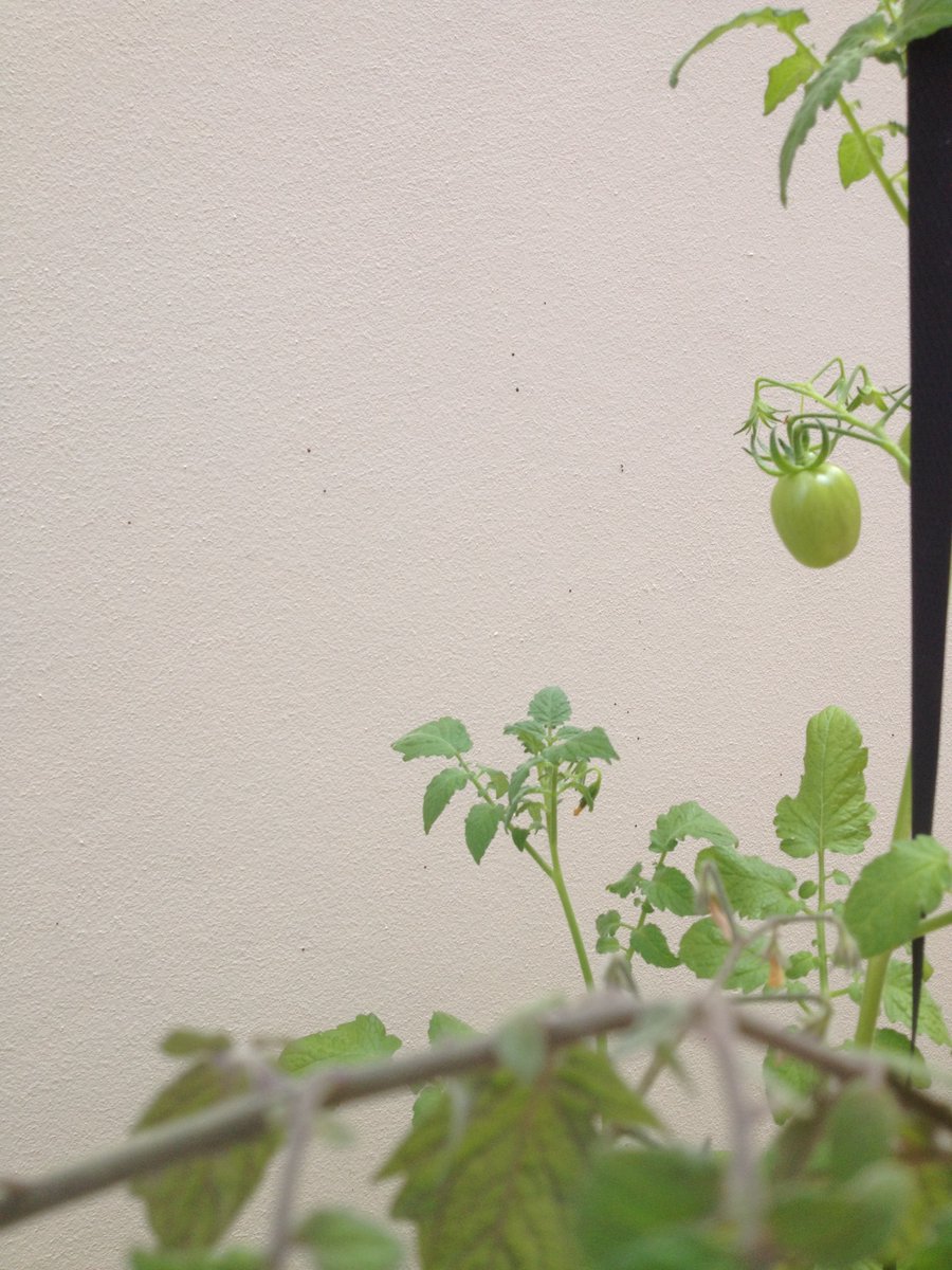 JeaneneHyles's tweet photo. Moe tomatoes before the hot weather!
#tomato #goldcaost https://t.co/819YLQXj4i