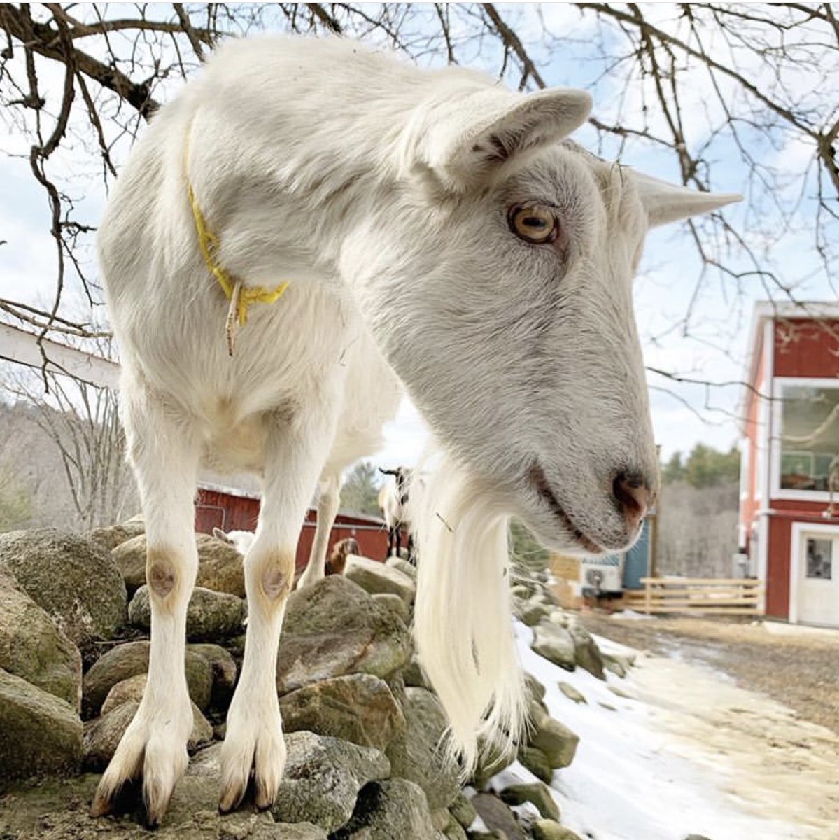 skullisland1919's tweet photo. A lovely goat. https://t.co/0voighV8U3