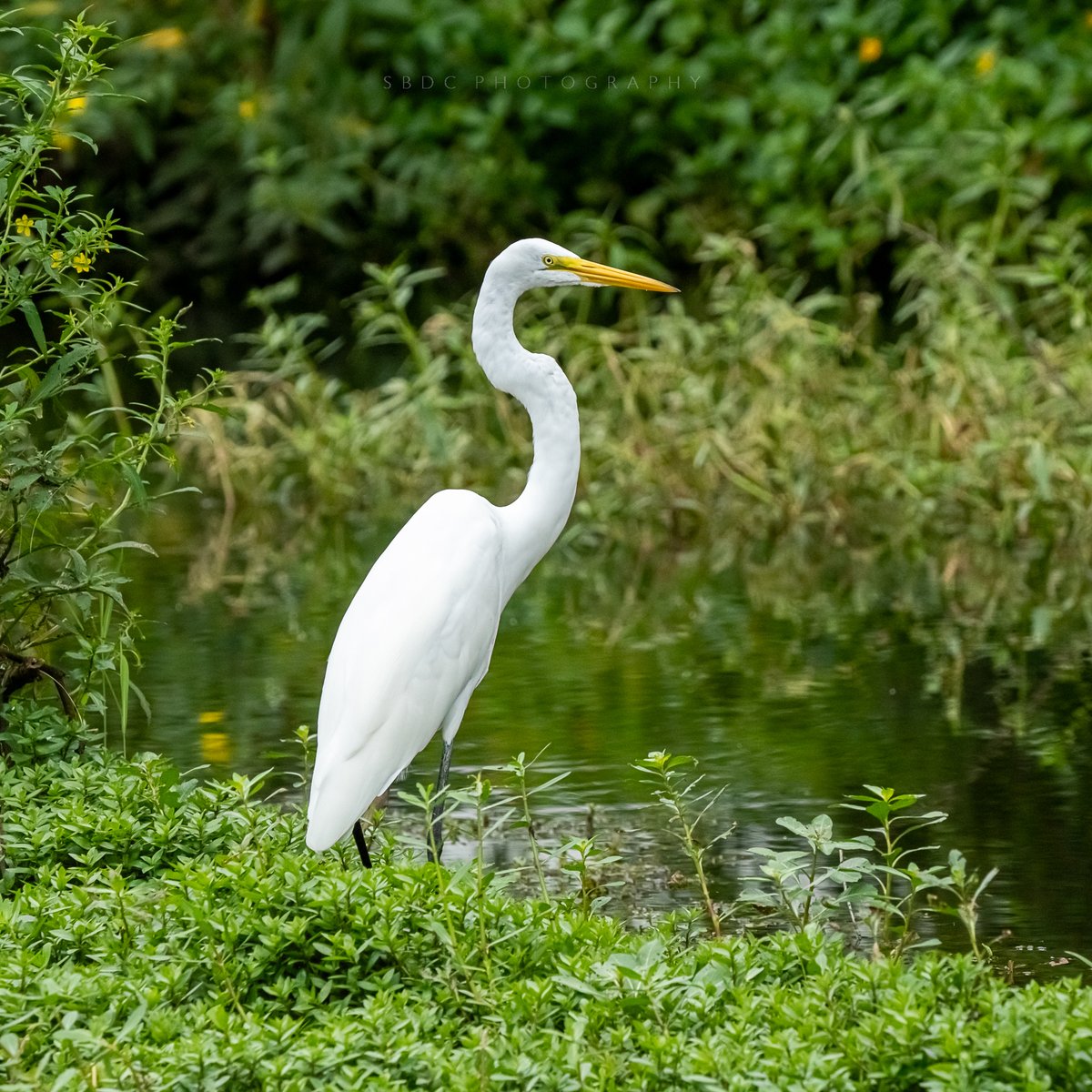 RhapsodysBIues's tweet photo. There were a lot of birds by the stream earlier. My favorite Great Egret stopped by for dinner. https://t.co/GP9SwPmq1X