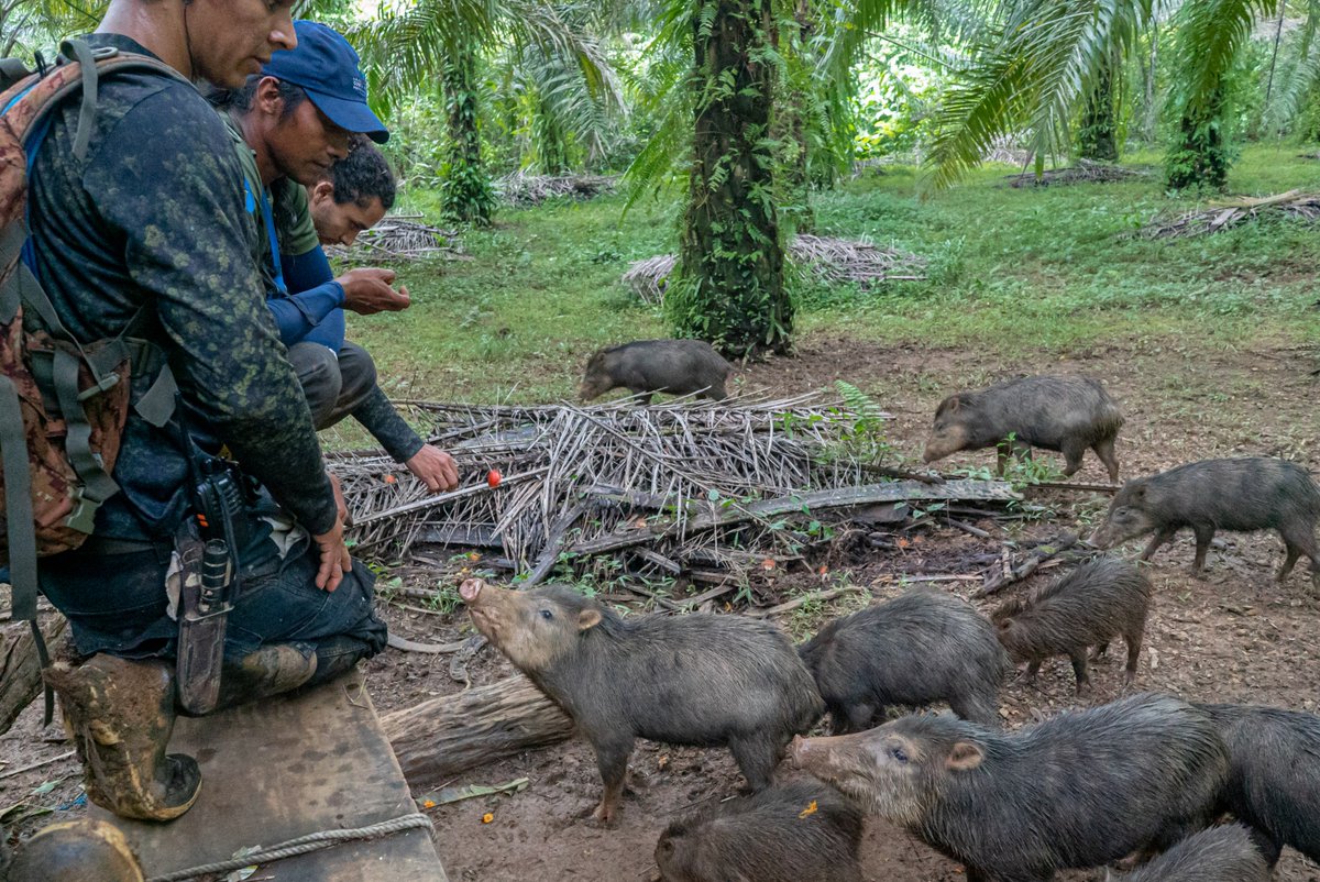 osaconservation's tweet photo. IT'S TIME TO #REWILD #COSTARICA🦅
New #commentary in @mongabay by @AndyRainforest shows now's the time for bold #action to restore #ecosystems & #food webs suffering from the #extirpation of key species like #harpyeagles & giant #anteaters.📰Read it now: https://t.co/HxQPxRfafQ https://t.co/Y6PtrRrUQH