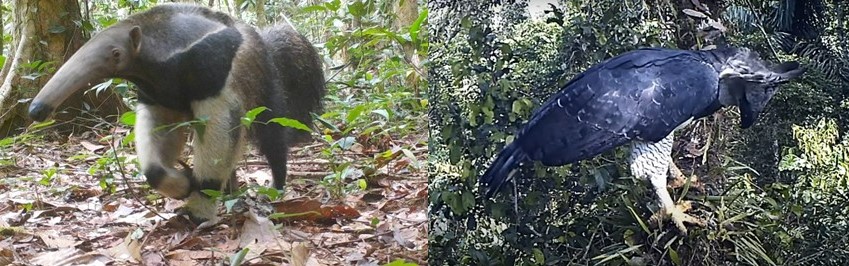 osaconservation's tweet photo. IT'S TIME TO #REWILD #COSTARICA🦅
New #commentary in @mongabay by @AndyRainforest shows now's the time for bold #action to restore #ecosystems & #food webs suffering from the #extirpation of key species like #harpyeagles & giant #anteaters.📰Read it now: https://t.co/HxQPxRfafQ https://t.co/Y6PtrRrUQH