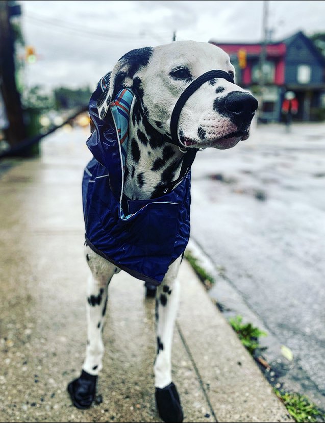Nonotweaver's tweet photo. Tell me your dog wouldn’t survive in the wild without telling me your dog wouldn’t survive in the wild…
#toronto #torontodog #dalmatian #dog #dogs https://t.co/T1YGRx8lo8