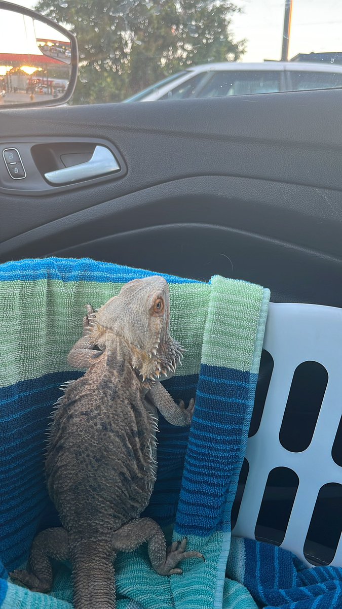 AceNix's tweet photo. Are we in Ohio yet😆 #zippy #roadlizard #nicholsoncrew #zippythedragon #GoZips https://t.co/Gp2aVljPfx