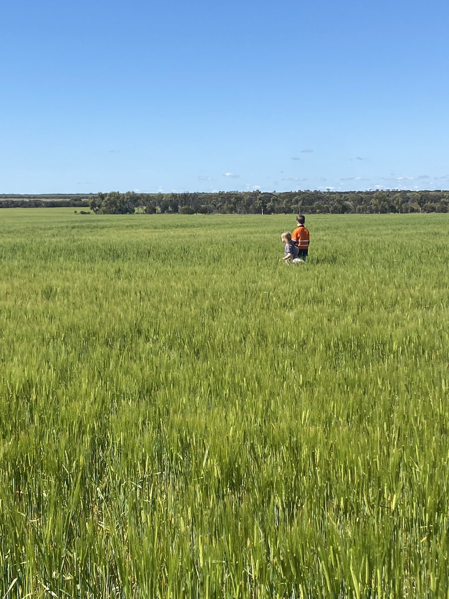 jordimac8's tweet photo. @ImperialSeed https://t.co/pnr8UZsnTh