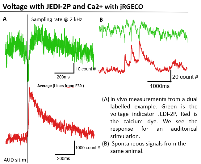 The obvious, expected difference :), but it still fun to post about #voltageimaging #2p #jedi2p #AOD
Tip: If you start voltage imaging, dual-labeling can help the beginning to detect the JEDI-2P signals ( from @StPierreLab )  and get more familiar with the speed.