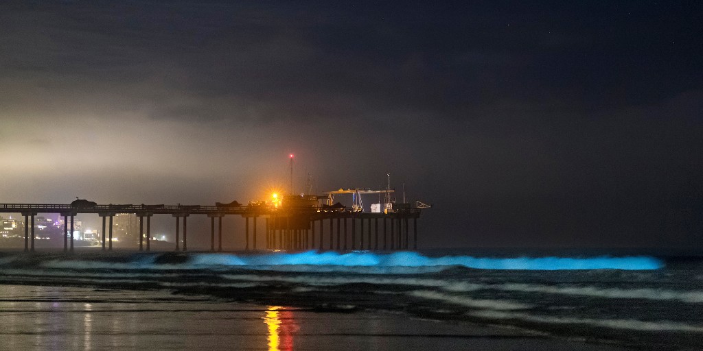 .<a href="/Scripps_Ocean/">Scripps Institution of Oceanography</a> had a spectacular display of #bioluminescence last night. Experts don’t know how long the event will last, but if you’re hoping to catch a glimpse of the bioluminescent display, head to the beach when it's dark out. Visibility is not guaranteed. #RedTide #SanDiego
