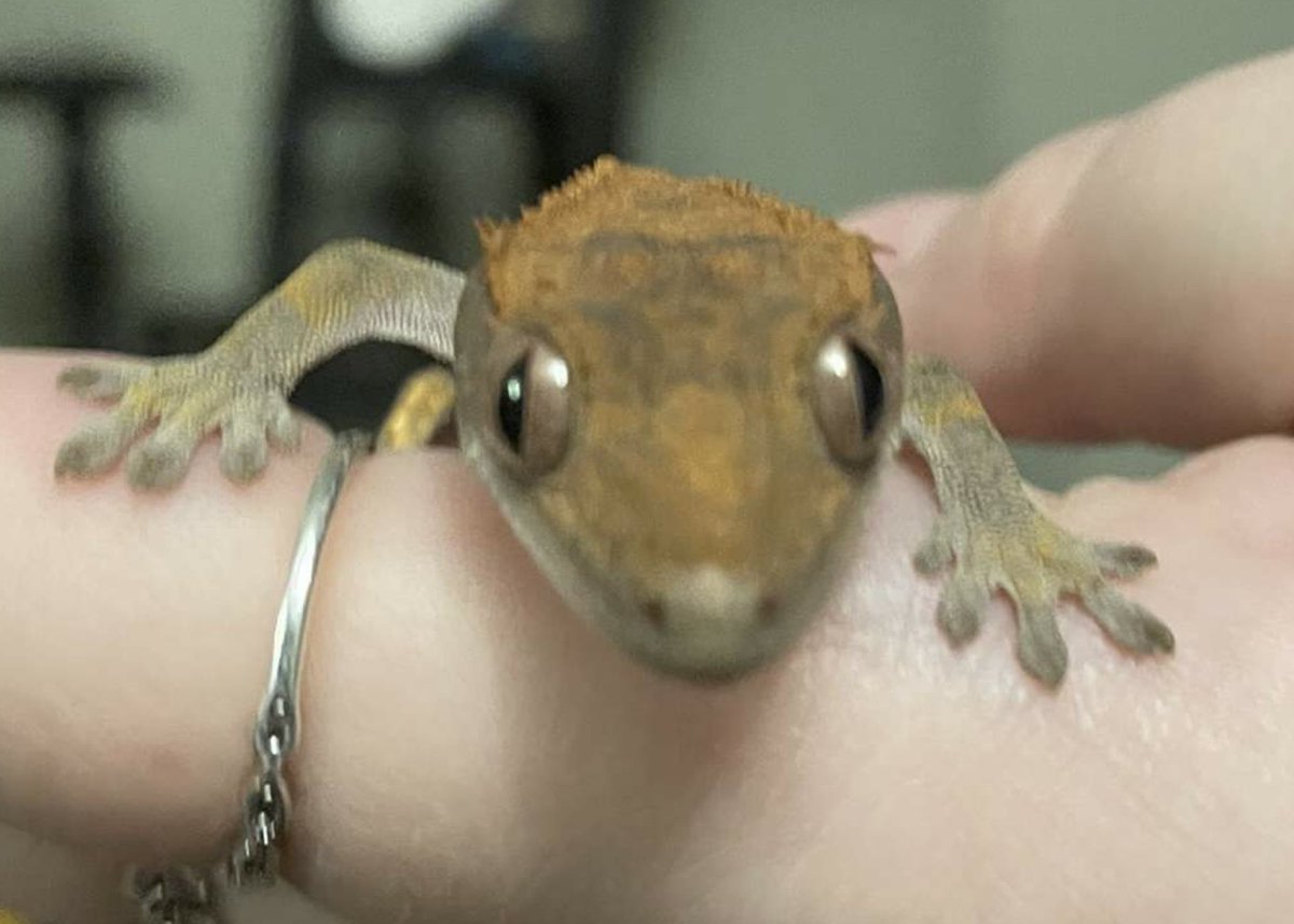 Happy 1 Year😵‍💫🦎