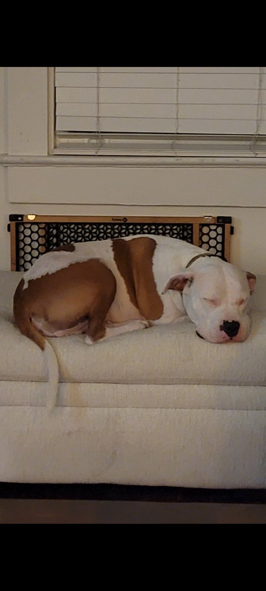 RookNola's tweet photo. Part pitbull, part moo cow.   

#dog #pitbull #friendfriend #lovemydog https://t.co/mtvtvgPJ8M