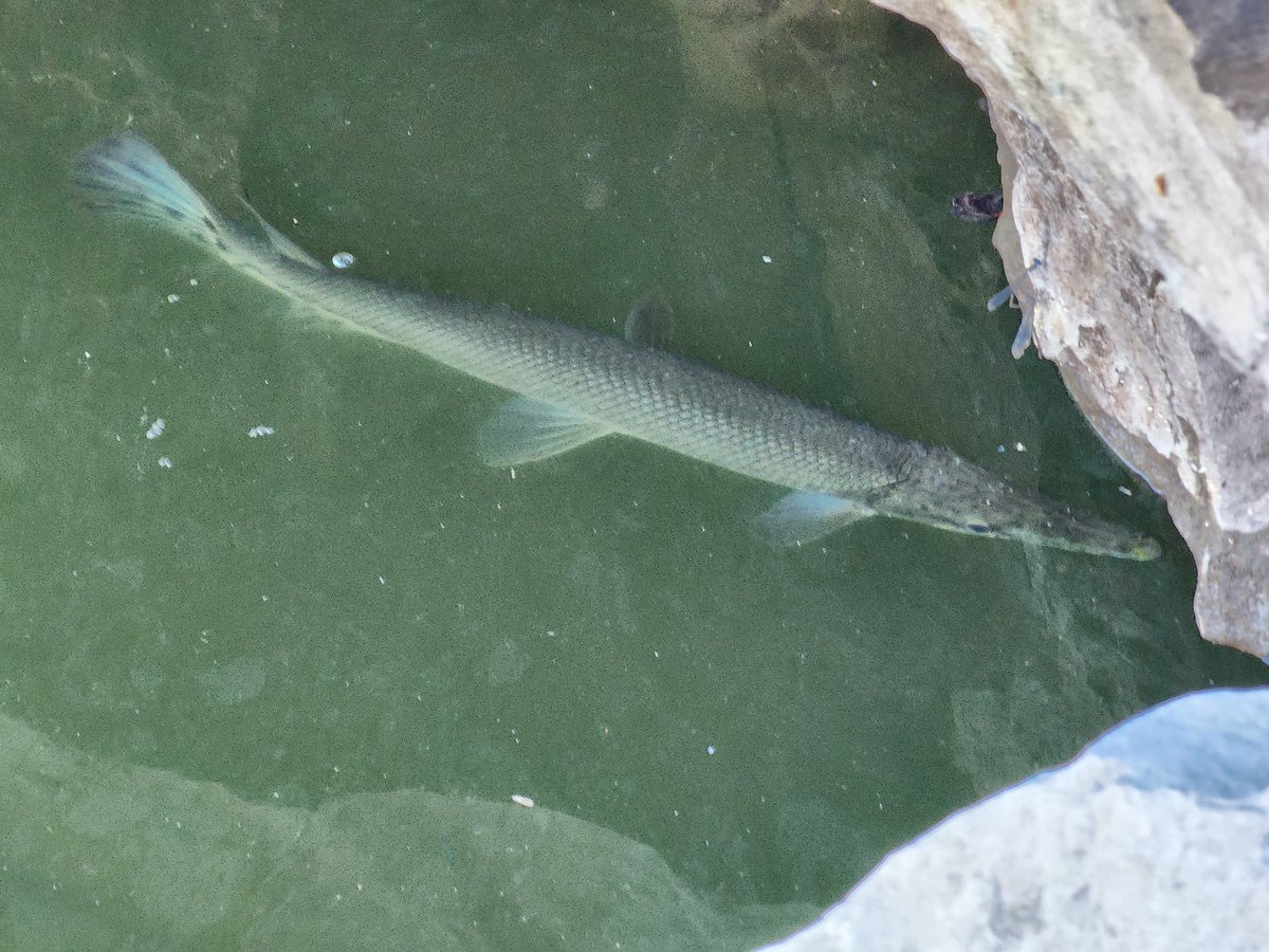 raistlinorr's tweet photo. @SolomonRDavid here are some #SpottedGar seen in the Mississippi River. I found a dead one and used Seek to ID it. https://t.co/lecT1f60If