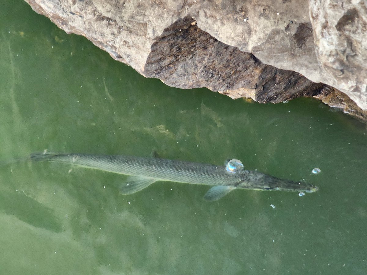 raistlinorr's tweet photo. @SolomonRDavid here are some #SpottedGar seen in the Mississippi River. I found a dead one and used Seek to ID it. https://t.co/lecT1f60If