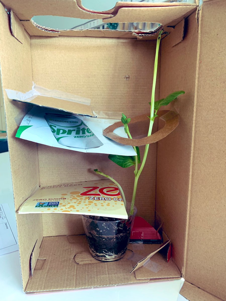 MsWilkinson4th's tweet photo. Discovering Phototropism ☀️ Our Plant Mazes were a success!🪴 #OneWaverley https://t.co/cp6fpwF2Cz