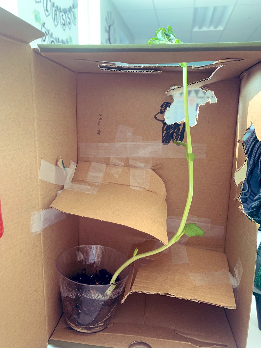 MsWilkinson4th's tweet photo. Discovering Phototropism ☀️ Our Plant Mazes were a success!🪴 #OneWaverley https://t.co/cp6fpwF2Cz
