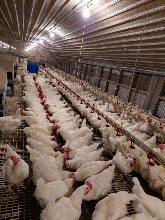 If you are interested in poultry farming for either meat or egg production, please like and retweet.