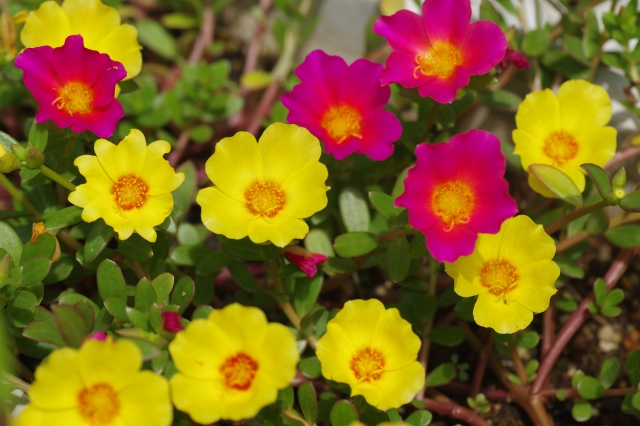 特性診断kats チームスタッフ 9月29日の花言葉 いつも元気 誕生花 は ポーチュラカ 別名は ハナスベリヒユ 花滑り莧 暑さにも寒さにも強く 真夏の強い日差しにも負けずに次々と花を咲かせる姿は まさに花言葉の いつも元気 そのものですね 簡易