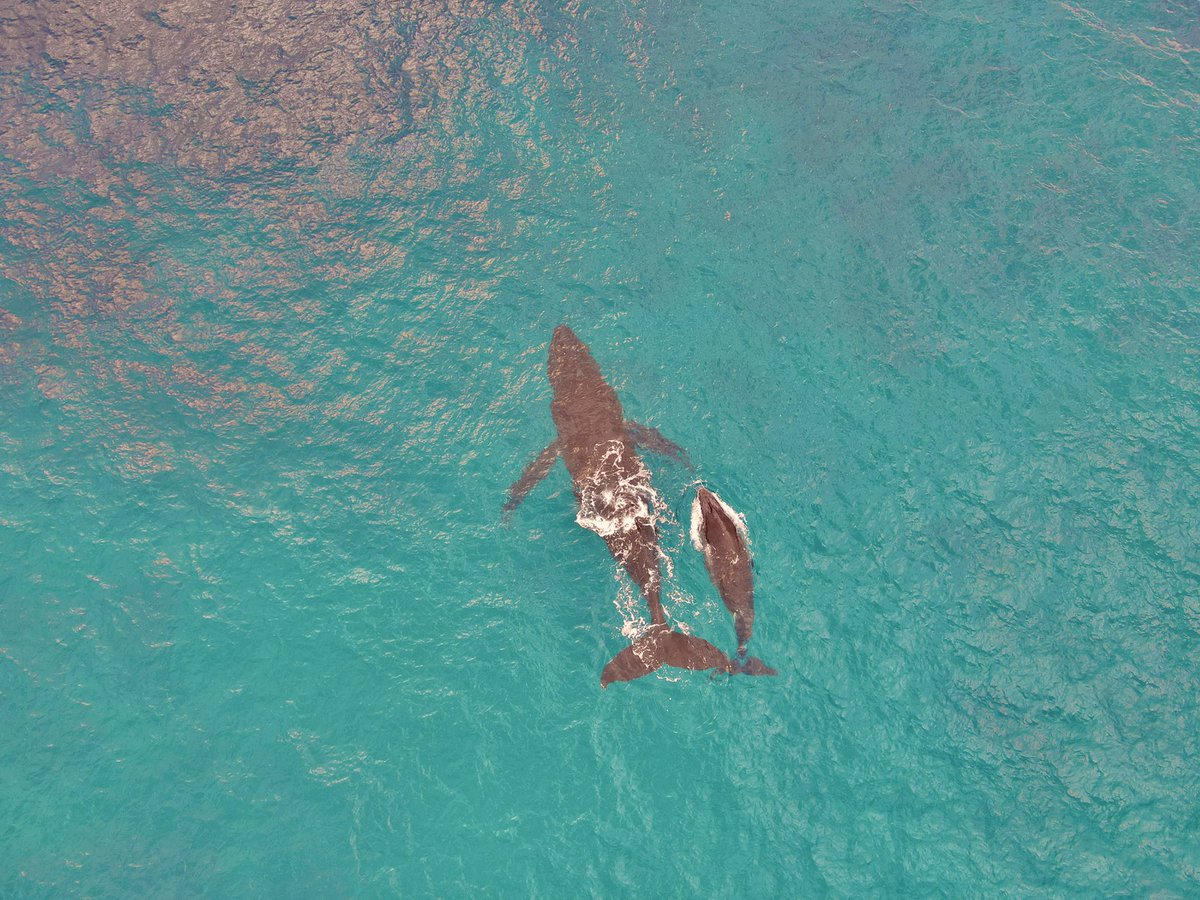 Dagger1_FJ's tweet photo. Such an amazing experience swimming with Whales today! Definitely one of the highlights of my trip 😩
A must do in Tonga!  🇹🇴🐋 https://t.co/yTnRXxLbYR
