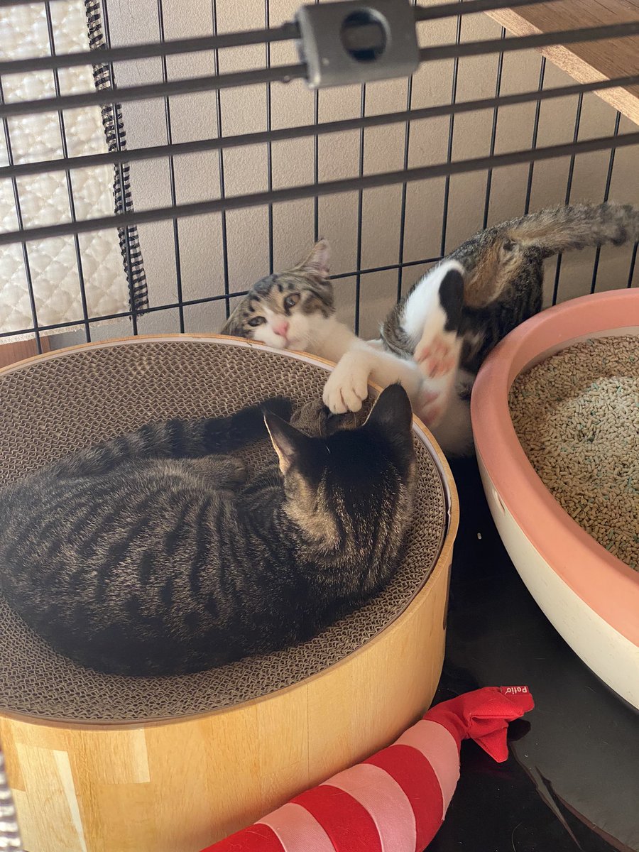 モカラテじゃれてたら
ハマったラテ