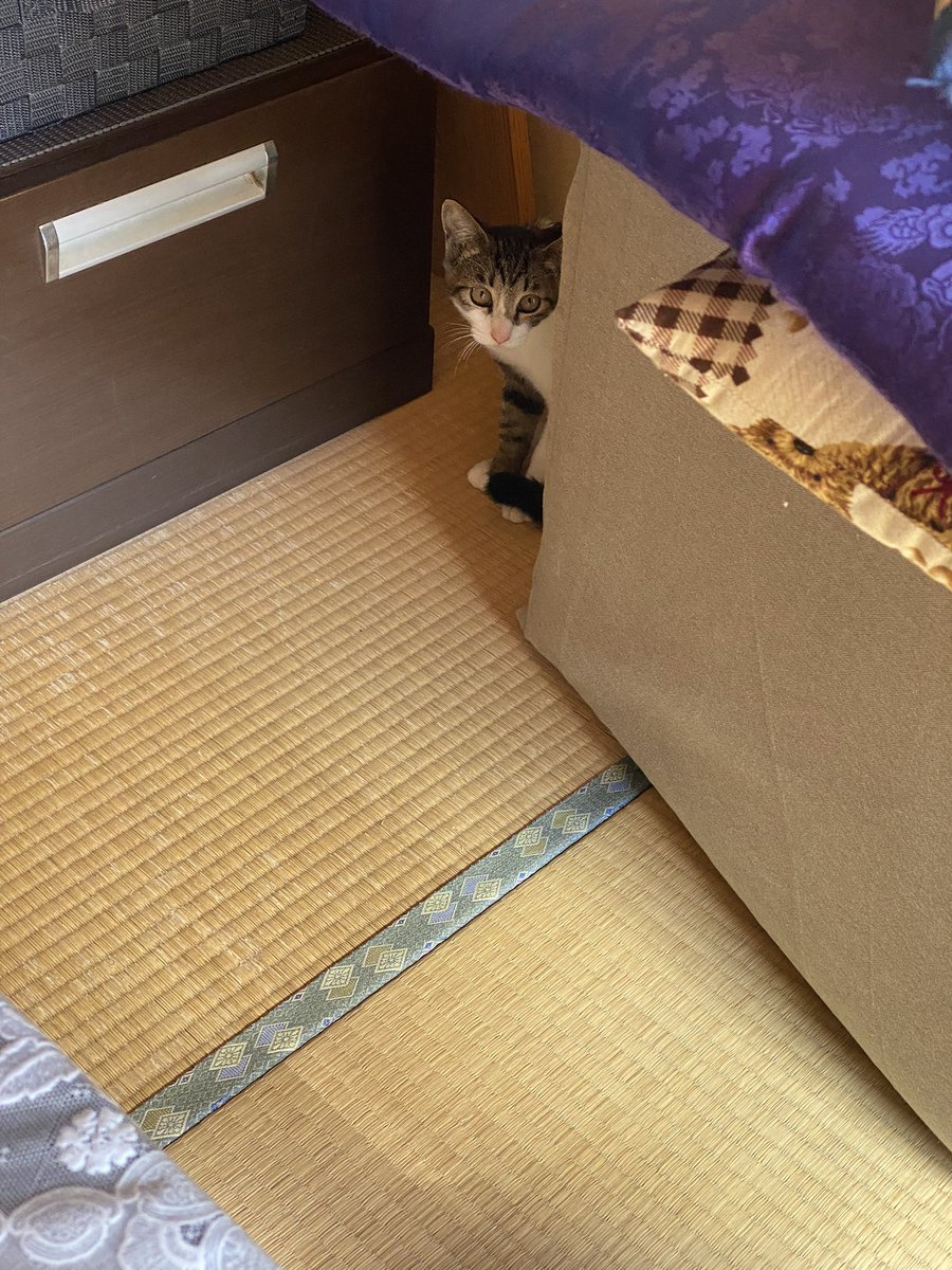 カメラ目線のモカと
まだまだ怖がるラテ