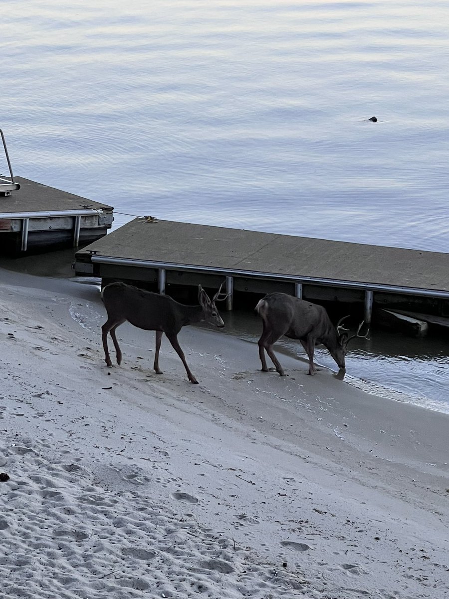 Some visitors on the lake. 🦌