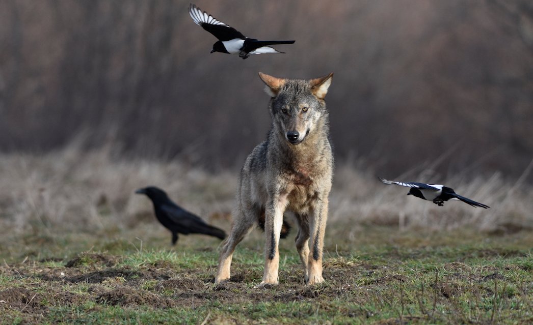 PyramideduLoup's tweet photo. A la La Pyramide du Loup, ce samedi 1er Octobre se tiendra une conférence avec Xavier Van Der Stappen à 15h30 lors de notre festival.
Toutes les infos ici https://t.co/lKaINA0ZVm
« Les photographes animaliers vous racontent… » https://t.co/YWQIeAXEnc