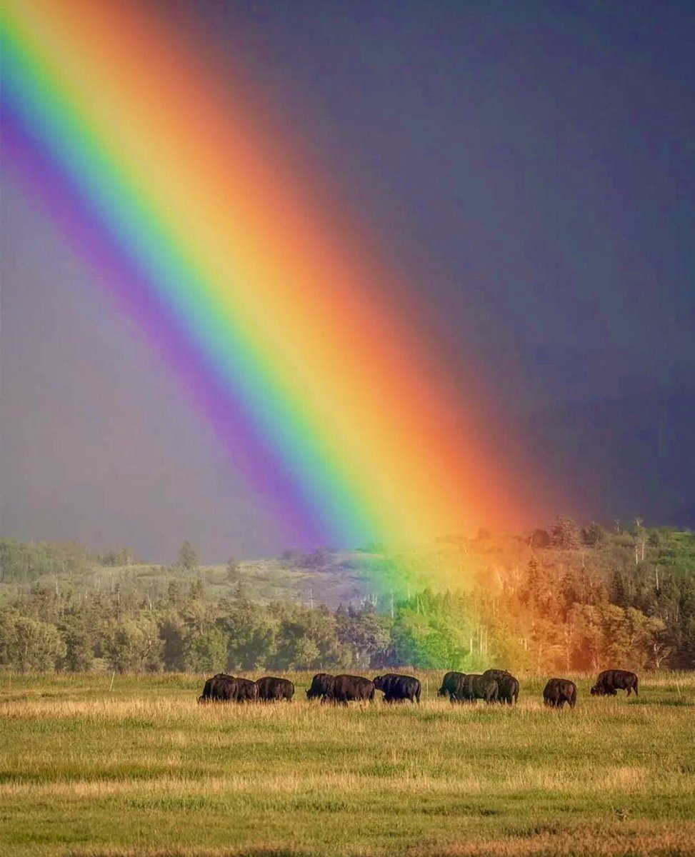 LakotaMan1's tweet photo. The buffalo are slowly returning, with the Creator’s colorful blessings. Quite striking — wouldn’t you agree? https://t.co/CUeVhJzPLE