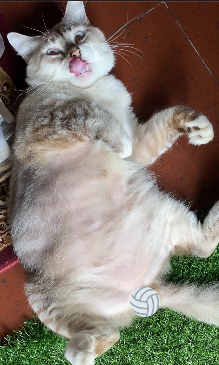 haniabellae's tweet photo. ⚠️ TW // Blood

Yang bela kucing tu please make sure your cats banyak minum air. Kucing jantan yang paling senang kena penyakit batu karang. https://t.co/uP9mTGVXNV
