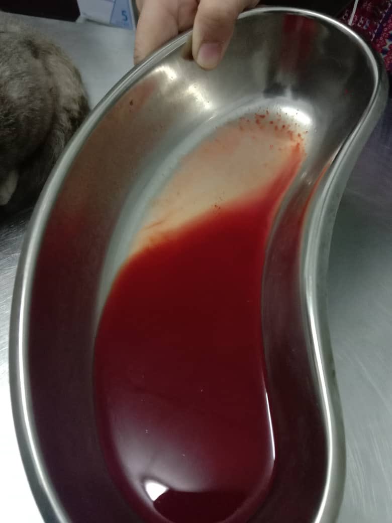 haniabellae's tweet photo. ⚠️ TW // Blood

Yang bela kucing tu please make sure your cats banyak minum air. Kucing jantan yang paling senang kena penyakit batu karang. https://t.co/uP9mTGVXNV