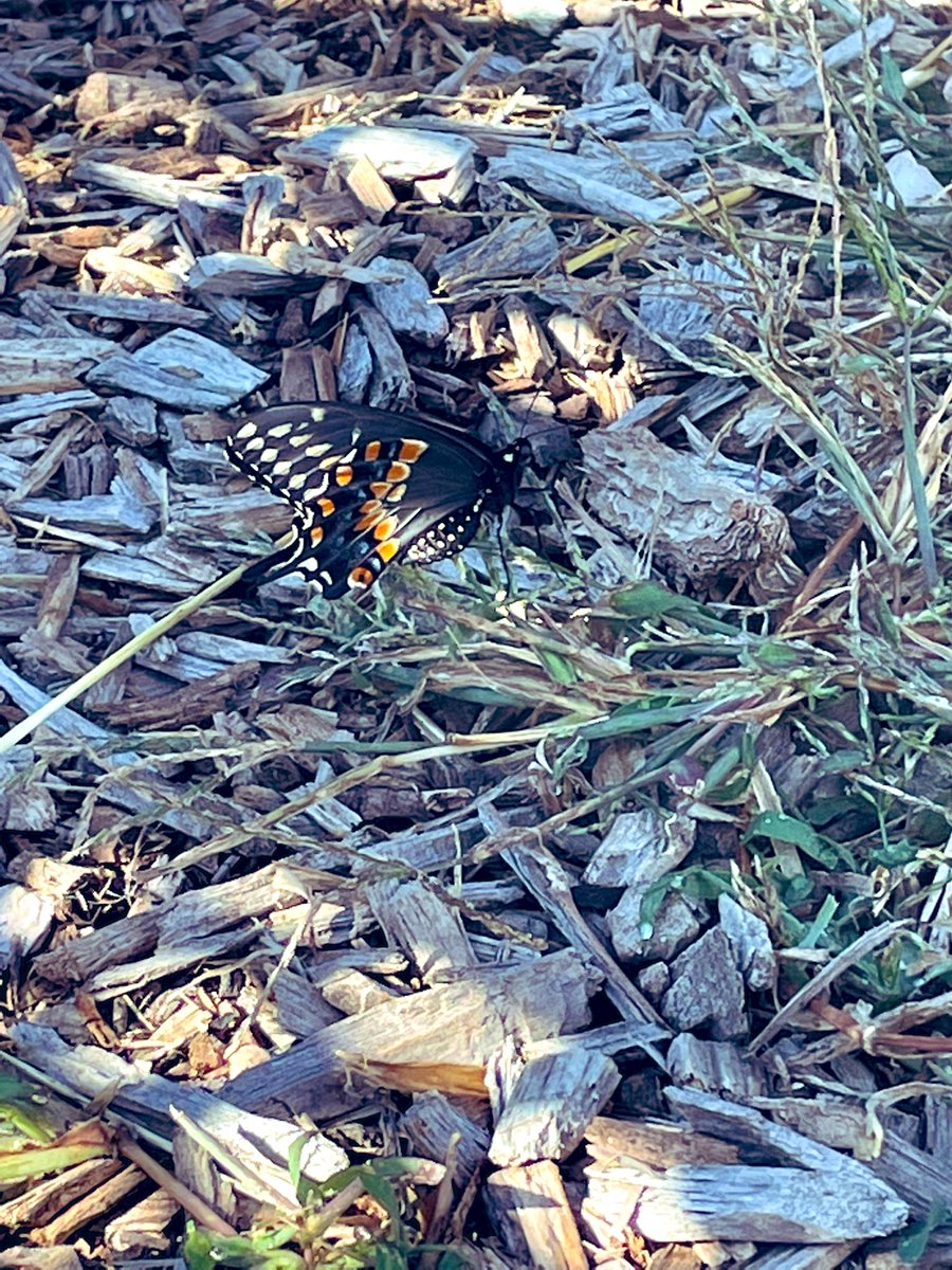 Ms. Kelly Welsh tweet media