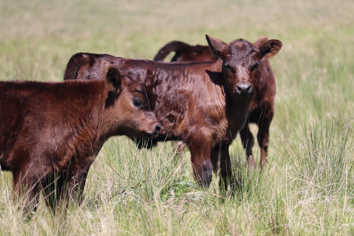 Ramiro García Pintos tweet media