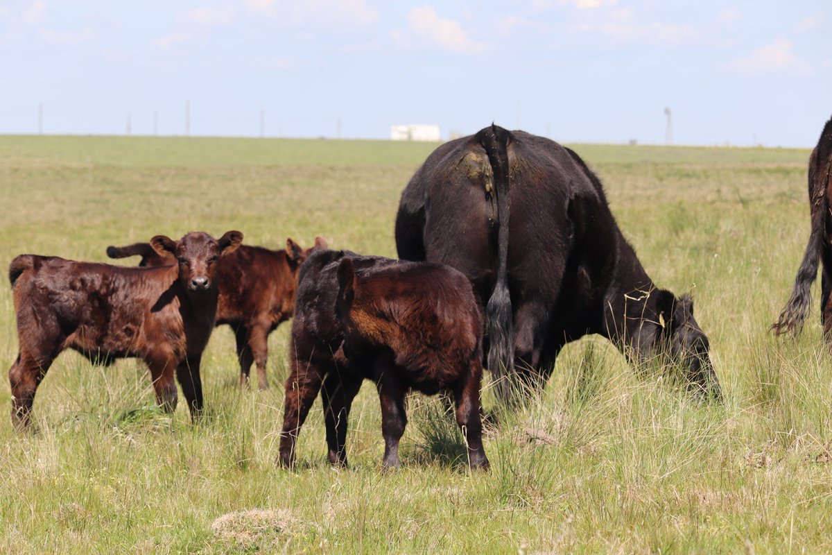 Ramiro García Pintos tweet media