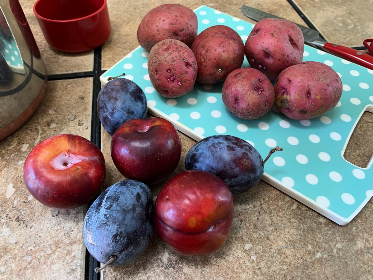 RoseCollette's tweet photo. Knedle ze śliwkami [or szilvás gombóc (Hungarian)] completed! Really good. I used two different types of plums in these plum dumplings, and I prefer the Italian plums in this. Topped with cinnamon sugar and sautéed breadcrumbs! 😋 https://t.co/3FMUDourL3