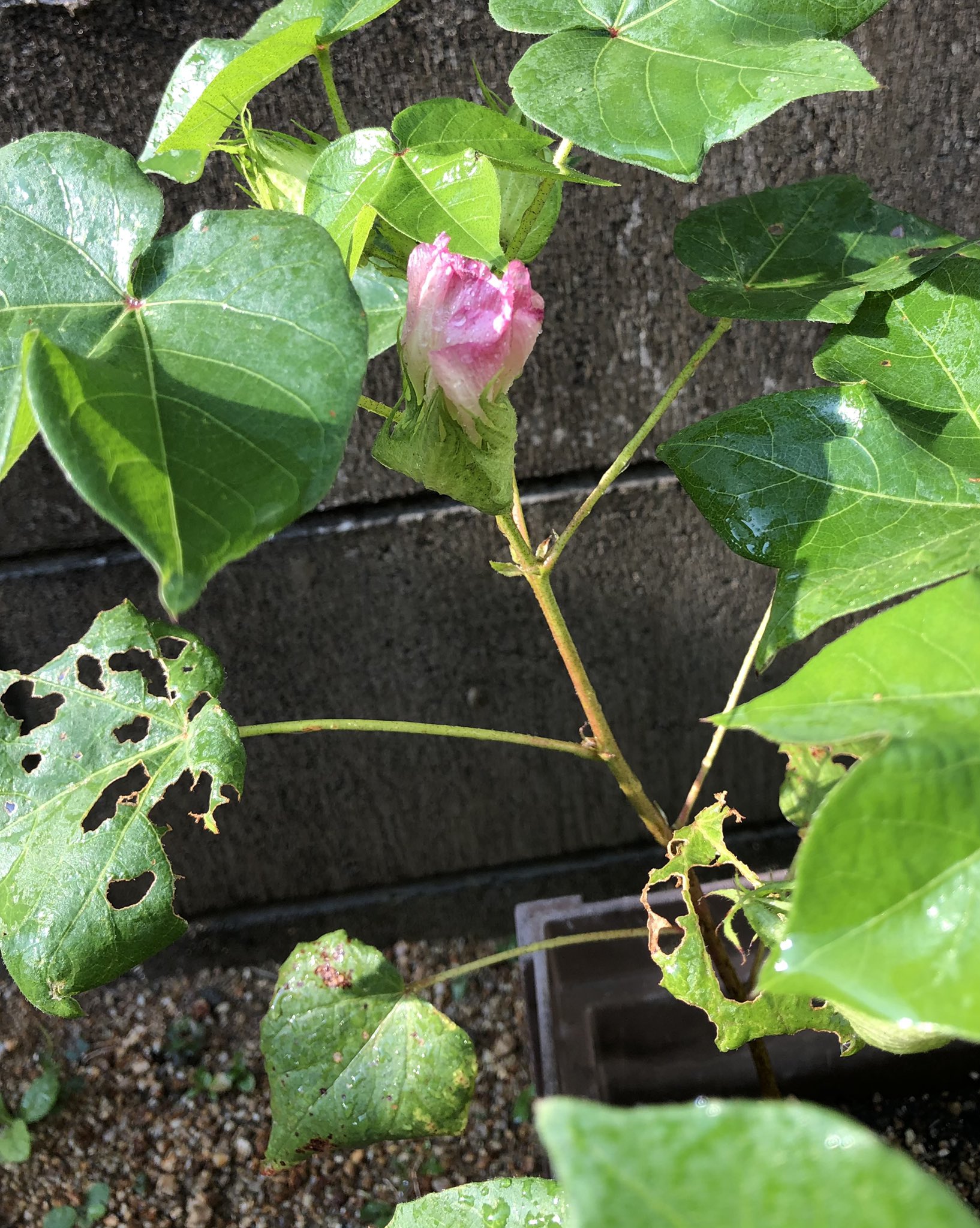 はな 春に初めて綿花の種を植えました 夏に花が咲き 実ができ ついに今朝収穫 綿花の花は白いですがしぼむ時だけピンク色なので不思議 無事はじけてくれたので感激 リースに使おうと思う母の隣で綿花で何か作ろうと企む次男です