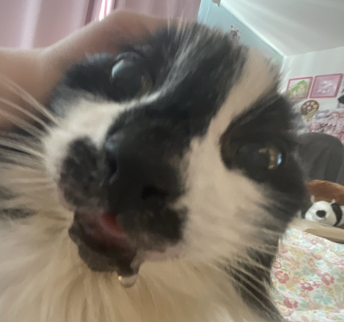 CatsHeld's tweet image. 