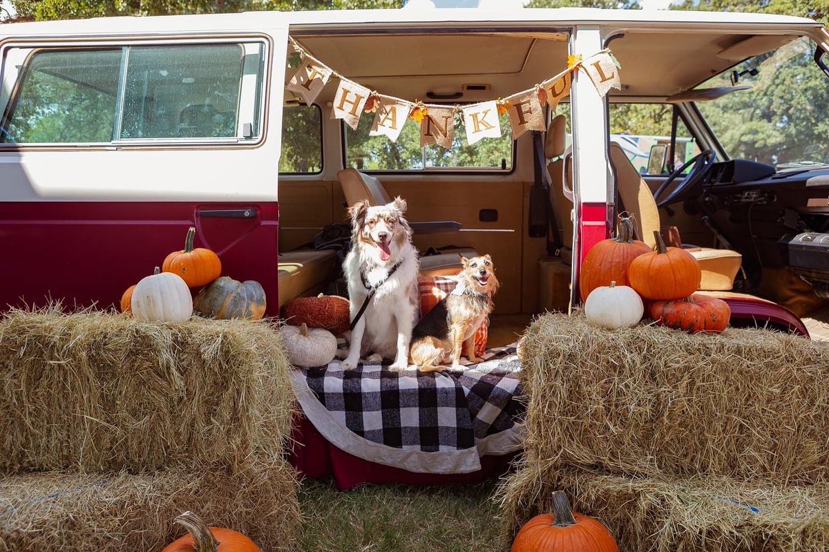 HerbieMooland's tweet photo. The adorable pictures we had taken at @iamdogrescue โs Bark in the Park event: ๐ฅฐ๐ถ
#fursiblings #rescueevent #rescuedog #happydogs #furever #secondchances #adoptdontshop #dogsoftwitter #dogsofinstaworld #dogpics #cute #fallpics #adorable #fallseason #fall #itsfallyall https://t.co/qNucXRosiy