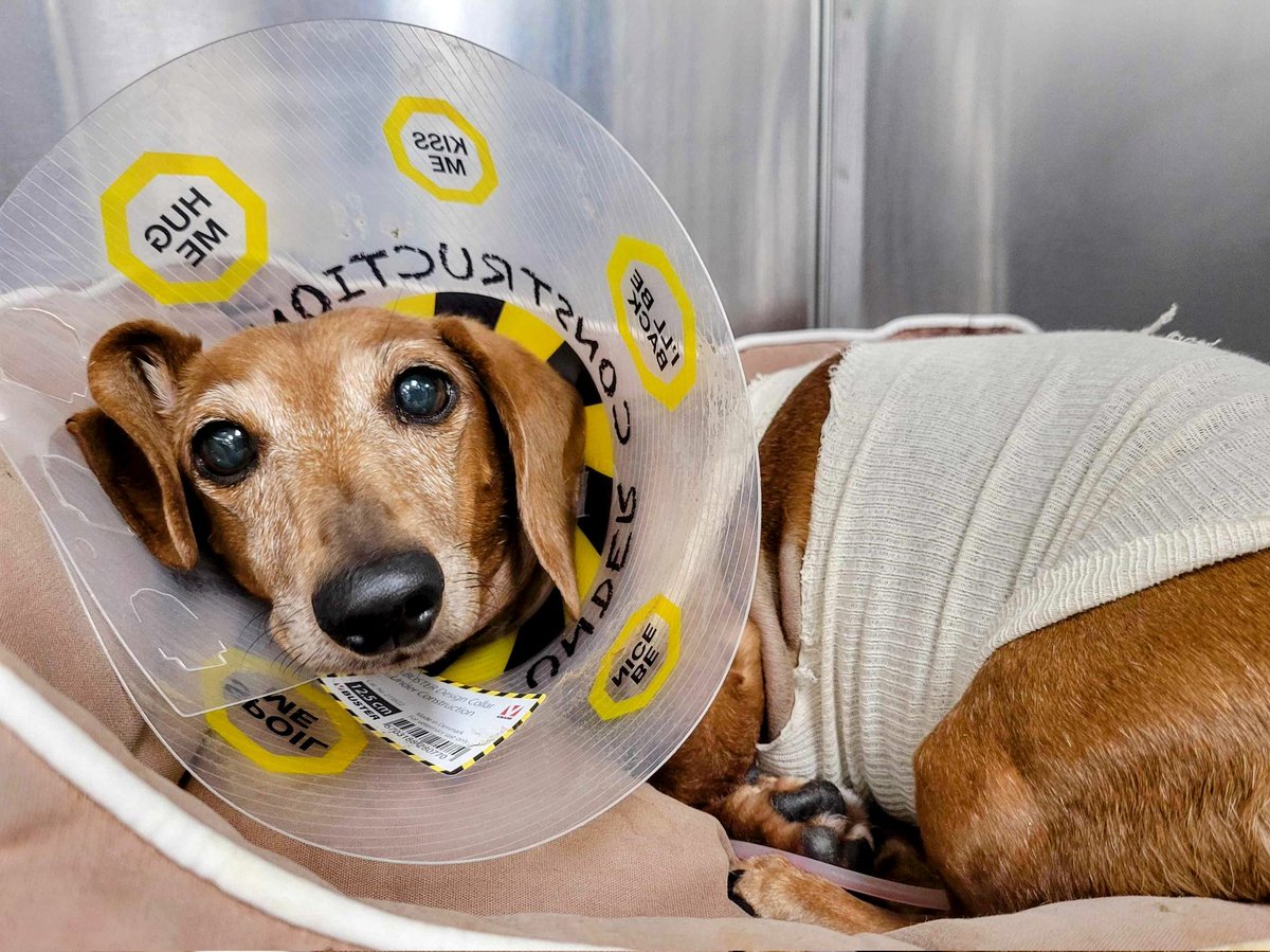 🌈 Schnitzel - Adventure Dackel tweet media