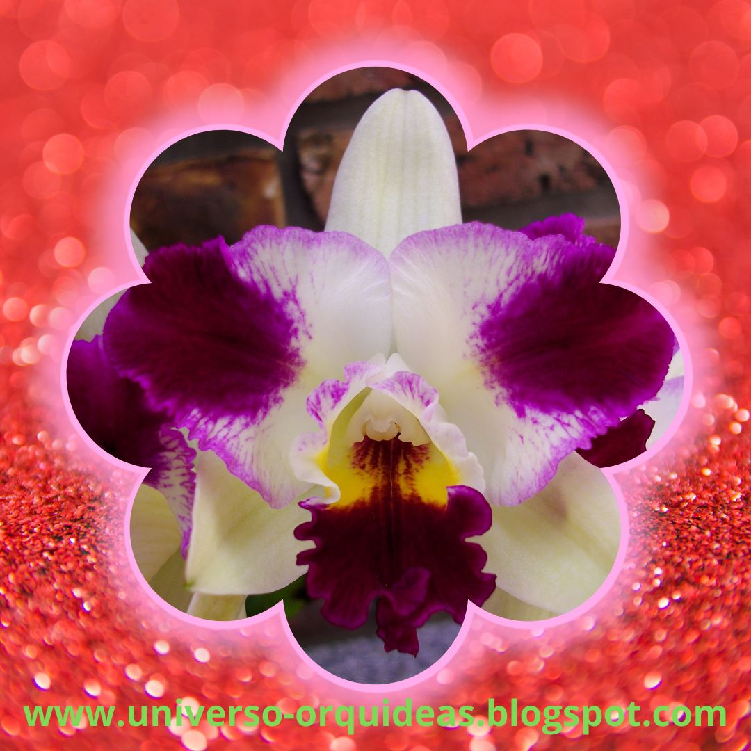 Universo Orquideas on Twitter: 