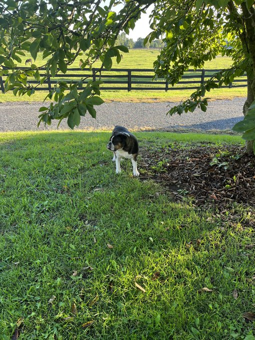 Charley hangin&rsquo; out&hellip; https://t.co/8GyFH5Ul0H