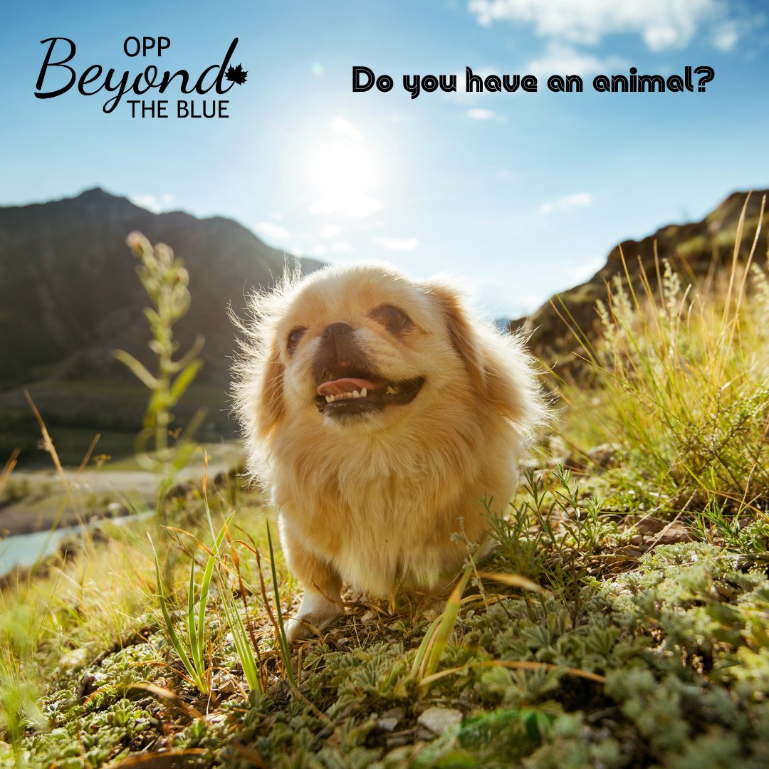 Animals can play a bog roll in our mental health. 
Do you have an animal in your life? Tell us about them. 

#animals #oppfamily #support #mentalhealth