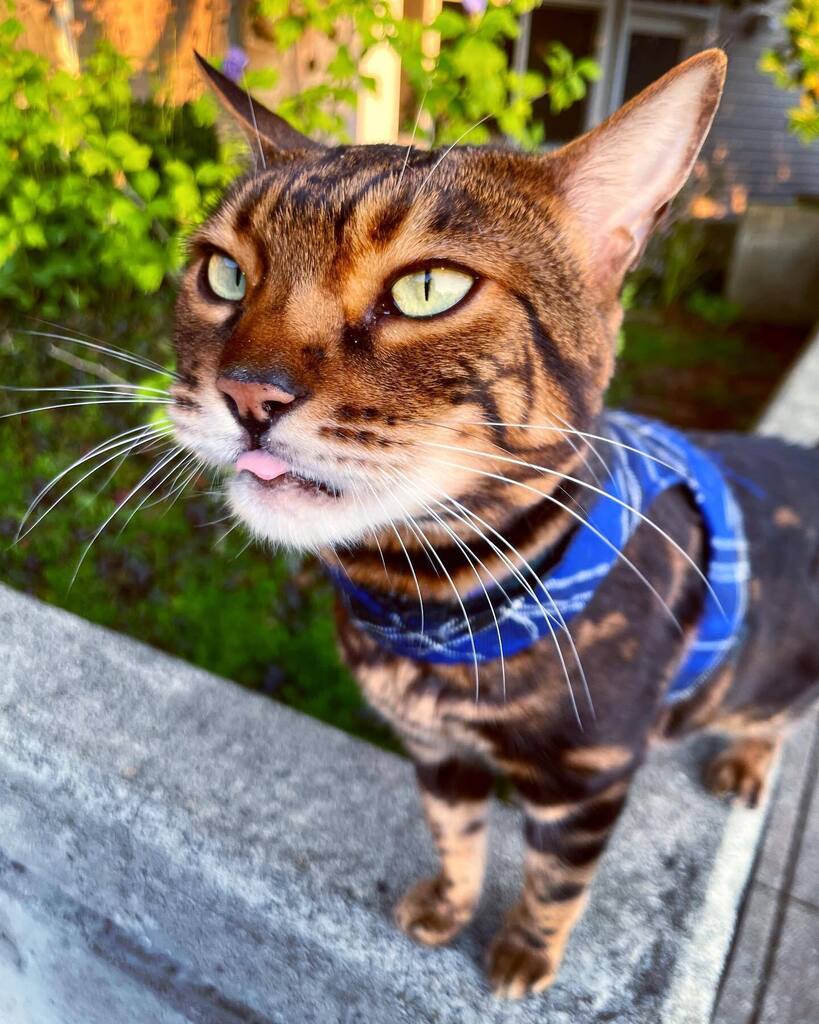 NeelixtheBengal's tweet image. #blepping good fun! #tot #tongueouttuesday instagr.am/p/CjCFcWOrJit/