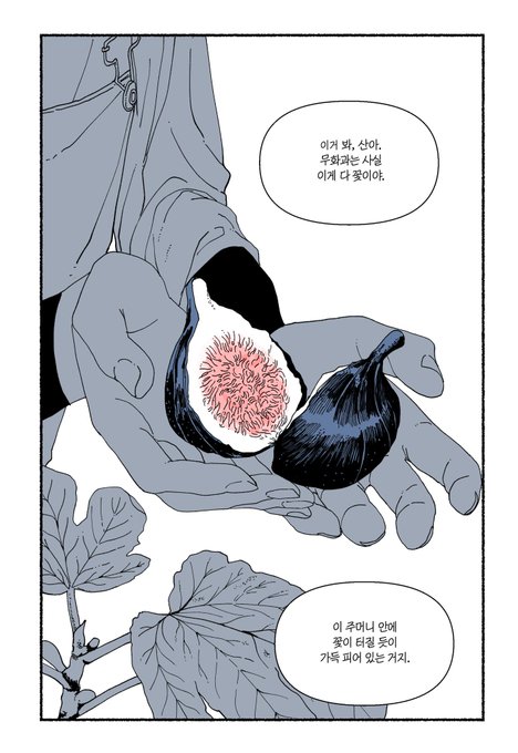 무화과의 잎과 열매에는 단백질을 분해하는 피신이라는 효소가 나옵니다. 그래서 병해충이 없어요 무화과를 무농약으로 재배할 수 있는 이유!!
무화과 속에 말벌이 들어가 수정하는 종은 카프리 타입으로 국내에서 재배하지 않습니다. 
이상 이번 화에도 무화과나무만 백그루 그린 만화가 드림 https://t.co/ZDADQOd8Do 