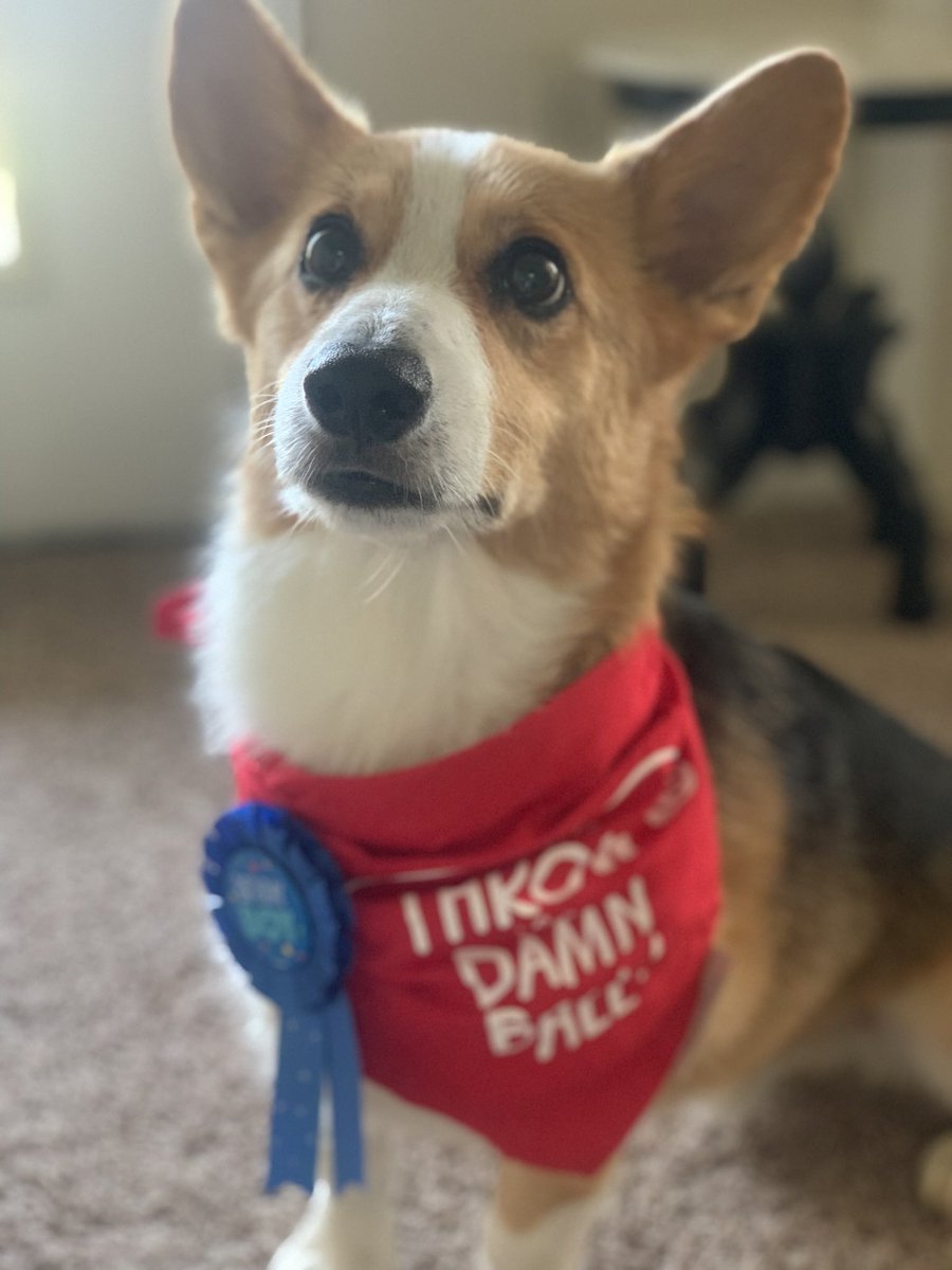 burke_se's tweet photo. @danielhowell This is Roxas. We celebrated his 7th birthday last weekend! https://t.co/oTXhYgD1EA