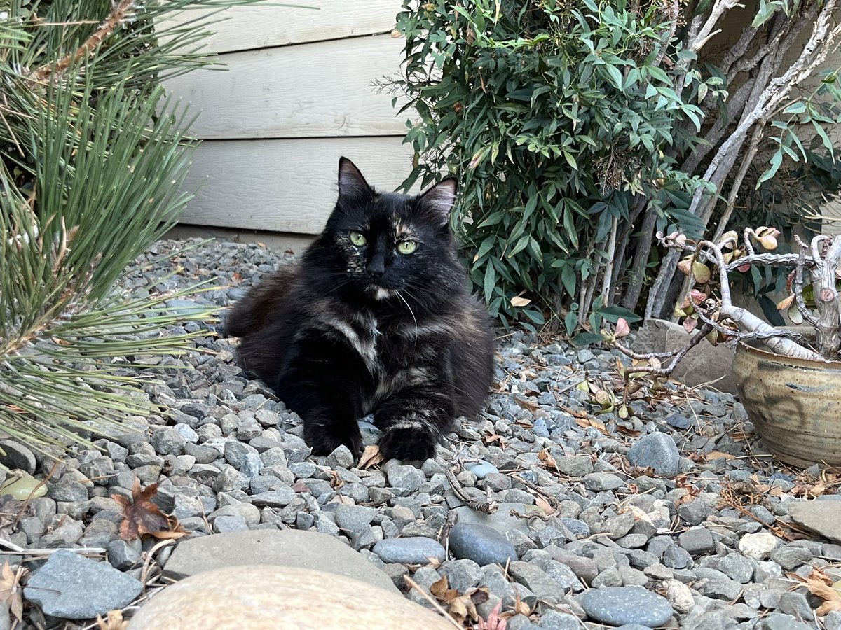 AntonDataReport's tweet image. Today in the #wildlife habitat! Ursula is an indoor cat and can’t hunt the wild birds due to being lazy. This was her first time in the garden and she loved it! #conservation #california