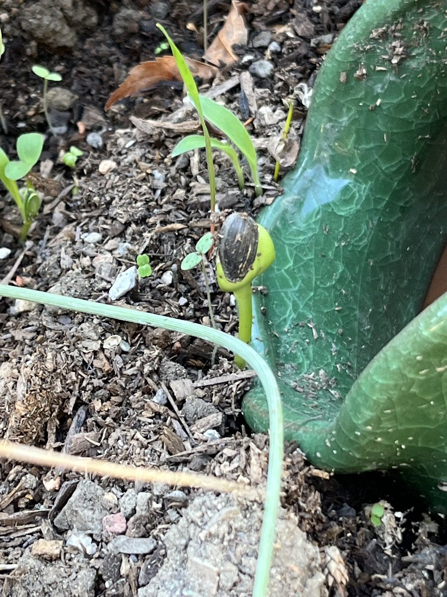 AntonDataReport's tweet image. Today in the #wildlife habitat! Ursula is an indoor cat and can’t hunt the wild birds due to being lazy. This was her first time in the garden and she loved it! #conservation #california