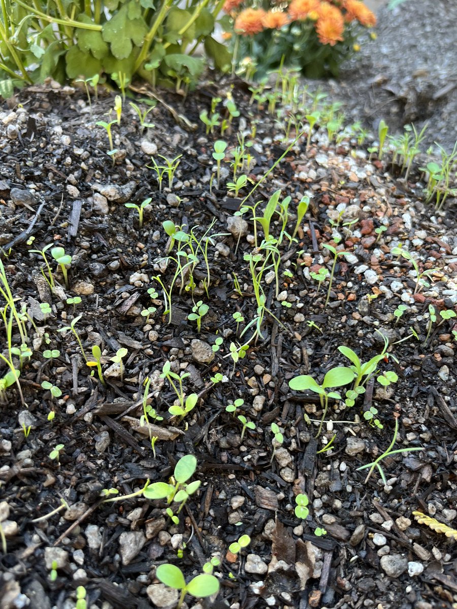 AntonDataReport's tweet image. Today in the #wildlife habitat! Ursula is an indoor cat and can’t hunt the wild birds due to being lazy. This was her first time in the garden and she loved it! #conservation #california