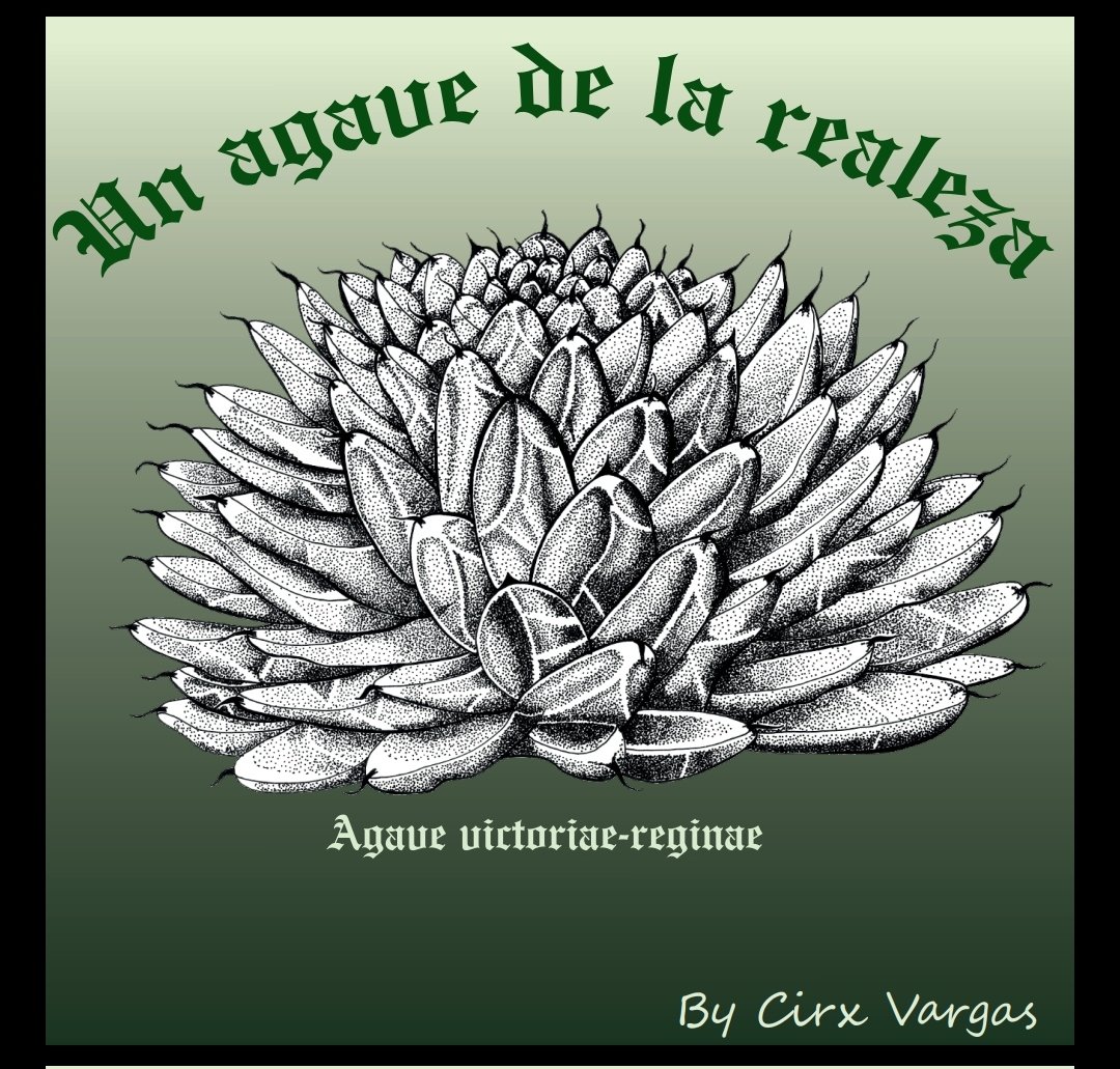 MRSBIOMAS's tweet photo. Biomas le da la más calurosa bienvenida a su primera colaboradora, Circe Vargas que nos regala de su talento en ilustración científica, con dibujos hechos por ella misma. Chequen este cartel de agave Victoriae-reginae 👀⬆️ https://t.co/1nJDWREFx4