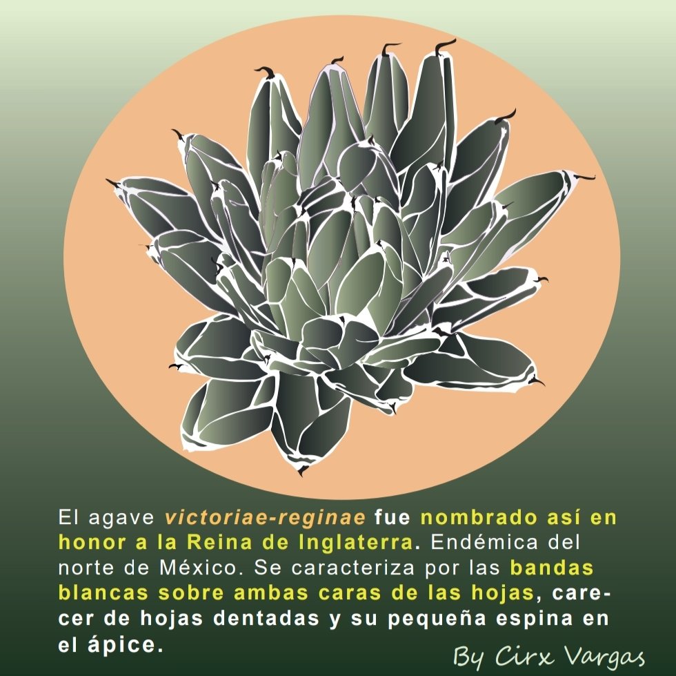 MRSBIOMAS's tweet photo. Biomas le da la más calurosa bienvenida a su primera colaboradora, Circe Vargas que nos regala de su talento en ilustración científica, con dibujos hechos por ella misma. Chequen este cartel de agave Victoriae-reginae 👀⬆️ https://t.co/1nJDWREFx4