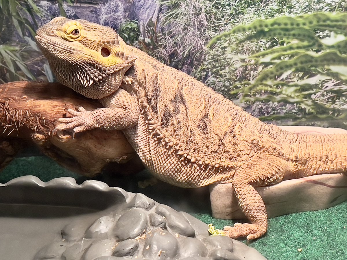 🦎 Bando tweet media