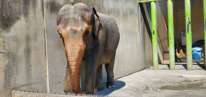 4年半も空くと寿命的にこれが最後の対面になるものもいるかもしれない。

現在ゾウのテルが44歳、チンパンジーのジュディが45歳、コンドルのエリザベスが41歳。

アザラシ、ユキヒョウ、レッサーパンダ、トラが亡くなり寂しさの拭えない園内だが、リニューアル後は新しい賑わいを願いたい。 
