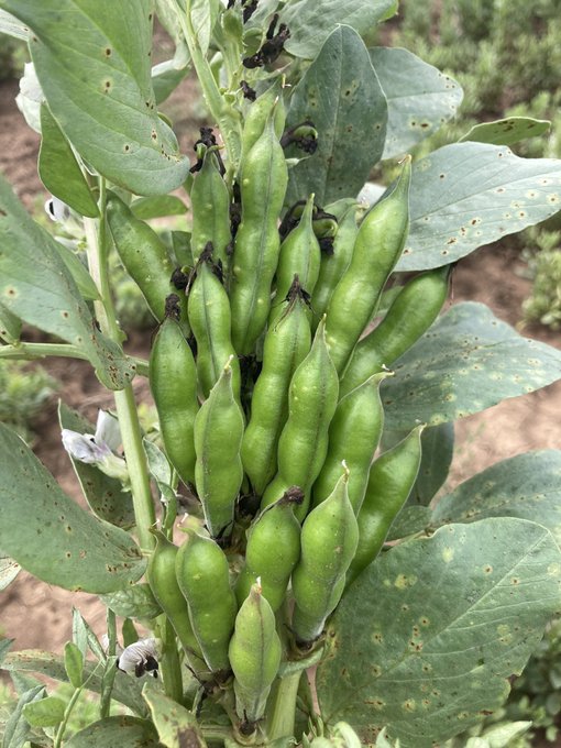 mcgregorgourlay's tweet photo. π± Podmonster π±
Fully loaded Faba Beans looking awesome at Warialda π
In the paddock with Marty Conroy, who always produces such inspiring content π€©
@MartyConroy_9 ππ»
#fababeans #nswfarmers #podmaster https://t.co/3c6JNuyDaJ